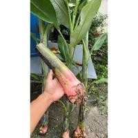 ราคา พันธุ์กล้วยตานี หน่อกล้วยตานี (25353115067)