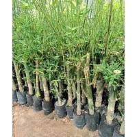 ราคา ต้นไผ่ตง ไผ่ตงดำ หรือไผ่หม้อ ขายต้นพันธุ์คะ ขนาดต้นสูง 80-90 ซม.ส่งทั้งถุงเพาะชำ (27650862257)
