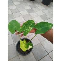 ราคา บอนนาญี่ปุ่น (14512209658)