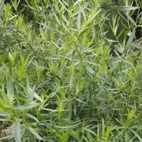 ราคา รัสเซียน ทาร์รากอน ผักฝรั่ง Artemisia dracunculus Russian tarragon 50 เมล็ด (4294650077)