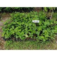 ราคา ต้นกล้วยเห็น #ต้นอีกล้วยเห็น #ไม้ป่าหายาก ขายปลีก/ส่ง (9152059283)