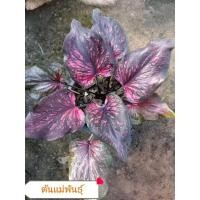 ราคา บอนสีชินบัญชรบอนโบราณ (28819088141)