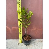 ราคา แก้วเจ้าจอม6ใบเพาะเมล็ด ความสูง31-40เซนติเมตร กระถาง6นิ้ว (56456338153)