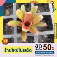 ราคา ตัดหน่อสด✅️สับปะรดสีลินดา /นีโอลินดา/มินิลินดา/เป็นสับปะรดสีขนาดมินิแตกกอ สีน้ำตาลมีจุดสวยงาม (21933716078)