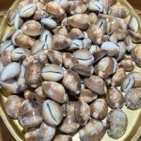 ราคา อย่างดีเบี้ยแก้ หอยเบี้ยแก้ เบี้ยธรรมชาติขายเป็นตัว (23853714849)