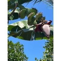 ราคา หน่อกล้วยเทพพนม หน่อละ 100 บาท (28017728674)