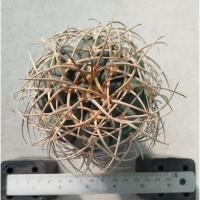 ราคา ยิมโน gymnocalycium cardenasianum กระบองเพชร แคคตัส Cactus cactus&succulent (53854063533)