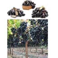 ราคา ต้นองุ่นนิ้วแม่มด นำเข้า ผลดก (14466790195)