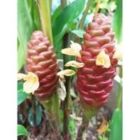 ราคา ว่านไพลดำ สมุนไพรหายาก สุดยอดสมุนไพรหายาก (22262606532)