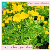 ราคา ต้นดาวกระจาย สีเหลือง ( Yellow Cosmos ) (43678835585)