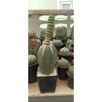 ราคา Eulychnia castanea "Spiralis" เกรียวสวาท กราฟบนตอริทอโร่ สูง10 (12373631910)