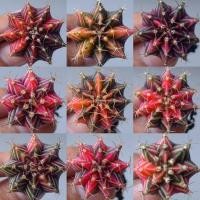 ราคา [โละๆ 199.-] ยิมโนด่างไม้เมล็ด คัดด่างสวย ยิมโนด่างสวย t rex ยิมโน Ib แคคตัสด่าง แคคตัส gymnocalycium (9486429102)