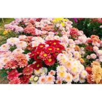 ราคา เมล็ดพันธุ์ ดอกเบญจมาศ คละสี (Chrysauthemun Seed ) บรรจุ 100 เมล็ด ขาว เหลือง แดง สำหรับตัดดอกขาย (53756726742)