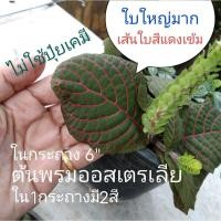 ราคา ต้นพรมออสเตรเลียปลูกผสม 2 สีลายแดง+ลายเงินใบฟูล้นกระถางต้นแข็งแรง ส่งตามภาพ (40372832442)