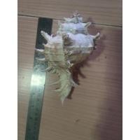 ราคา เปลือกหอยสังข์มะระ/หอยหน้ายัก ไซส์S/M/L/XL (54705910761)