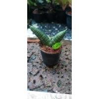 ราคา ซูโม่แคระ งาช้าง งาช้างซูโม่ (12735470983)