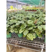 ราคา คล้าแววมยุรา ใบมีสีสันสวยงาม ต้นคล้าแววมยุรา (Calathea Makoyana)ต้นไม้ฟอกอากาศ : เสริมฮวงจุ้ยในบ้าน สร้างบาลานซ์ (23970859950)