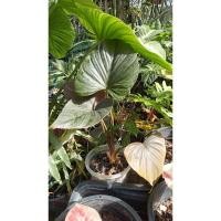 ราคา เสน่ห์จันทน์นาค ไม้มงคล ของแท้100% (22219059979)