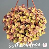 ราคา ริบบิ้นชาลีสีทอง Callisia repens ไม้อวบน้ำ กุหลาบหิน cactus&succulentหลากหลายสายพันธุ์ (12215749405)