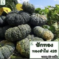 ราคา ฟักทอง ทองคำ 443 “ฟักทอง ทองอำพัน 426” ฟักทอง พันธุ์ คางคก ฟักทอง ประกายเงิน บรรจุ 50 เม็ลด ลูกดก เนื้อแน่น (16696198464)