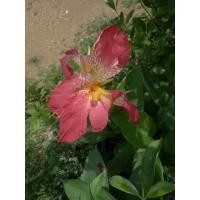 ราคา พุทธรักษา ต้นพุทธรักษาแคระ (5604266201)