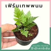 ราคา เฟิร์นเทพพนม พร้อมกระถาง 3 นิ้ว (24512176155)