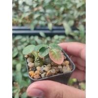 ราคา มะพร้าวทะเลทราย Dorstenia Foetida ️️️ (16324238670)