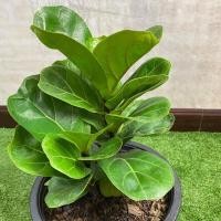 ราคา ไทรใบสัก ต้นไม้ฟอกอากาศ ดูดซับสารพิษ (7132326091)