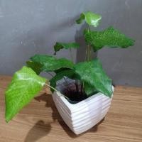 ราคา คล้าโมเสก (Calathea Musaica) (20903542329)