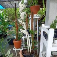 ราคา กวักเงินใบด่าง ต้นกวักเงิน (10117480209)