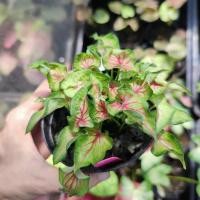 ราคา นกน้อยนำโชค บอนสี Caladium (18383312278)