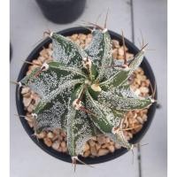 ราคา Cake Cactus Farm กระบองเพชร Astrophytum myriostigma ' capricorne ' แอสโตรไฟตัม ไมริโอ้ แคปริคอร์น (6940219982)