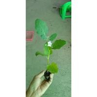 ราคา ต้นกล้ามะเขือเปราะดาวขาว เนื้อแน่นกรอบฉ่ำ อร่อย พร้อมปลูก กล้าละ 10 บาท ซื้อ 10 แถม 2 (19585547835)