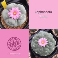 ราคา เมล็ดโลโฟ Lophophora Fricii x Fricii (เต้าใหญ่) (13112097293)
