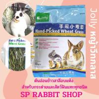 ราคา หญ้าวีทกราส (Wheat Grass) ต้นข้าวสาลีอ่อน สำหรับกระต่าย ชินชิล่า และแกสบี้ (428104626)
