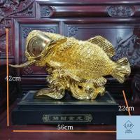 ราคา ปลามังกรเหรียญ ขนาดใหญ่มี 2 สีสีเงินกับสีทอง (6615432755)