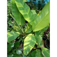 ราคา หน่อกล้วยเล็บมือนางด่างบางกรวยหน่อขุดสดตัดที่ความ30-60เซนติเมตร (26655596290)