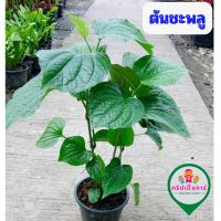 ราคา ต้นชะพลู ชพลู ชะพลู ในถุงดำพร้อมปลูก (43206590506)