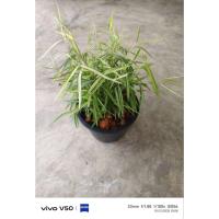 ราคา ต้นไผ่เงินไผ่แมวกระถาง 8 นิ้ว (52052899406)