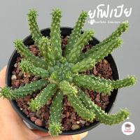 ราคา ยูโฟเบีย Euphorbia inermis mill แคคตัส กระบองเพชร cactus&succulent (24188275041)
