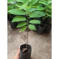 ราคา น้อยหน่าเพชรปากช่อง 2 ต้น (16257648421)