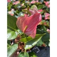 ราคา ต้นหน้าวัว Anthurium ดอกสีชมพู กระถาง 6 นิ้ว ส่งติดดอกทุกต้น (4564663069)