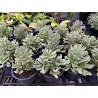 ราคา ต้นว่านพญานาคราชใบด่าง ใบเขียว กระถาง 5-6 นิ้ว จัดส่งทั้งกระถาง ความสูงจากก้นกระถาง 20-30 เซน (8885254142)