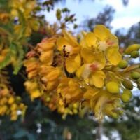 ราคา ต้นฝางแดง (เพาะเมล็ด)️ชุด 4 ต้น 99 บาท ️ไม้ยืนต้น สมุนไพรไทยโบราณ แก่นฝาง บำรุงโลหิต มีประโยชน์ในด้านการย้อมผ้าอีกด้วย (25014833681)