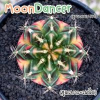 ราคา ชุดเพาะเมล็ด MoonDancer กระบองเพชร/แคคตัส (25622963080)