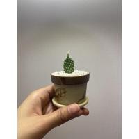 ราคา แคคตัสหูกระต่ายมินิมอล (3281869184)