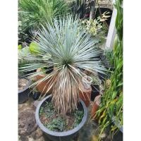 ราคา Yucca rostrata (จันผาใบฟ้า) ไม้สะสม ระดับ Rare Item ต้นกล้ากระถางเล็ก (12719843254)
