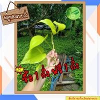 ราคา [ขั้นต่ำ 3 กิ่ง ซื้อ 1 กิ่งฟรี 1 กิ่ง] พลูทอง ต้นไม้สีเขียว ต้นไม้ฟอกอากาศ พลูด่าง พลู พลูด่างฟอกอากาศ ไม้ประดับ (10144010231)