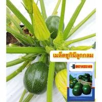 ราคา เมล็ด/ ซูกินีลูกกลม บรรจุ 10เมล็ด****ศึกษาวิธีปลูกได้รายละเอียดสินค้า**** (21315367315)