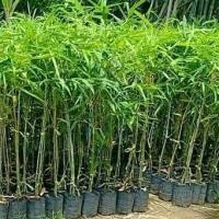 ราคา ต้นไผ่ซางหม่น ไผ่ซางหม่น ลำตรง กอสวย หน่อไม้อร่อย หน่อดก พร้อมถุง 8 นิ้ว ลำต้นสูง 70-80 ซม (8721490841)